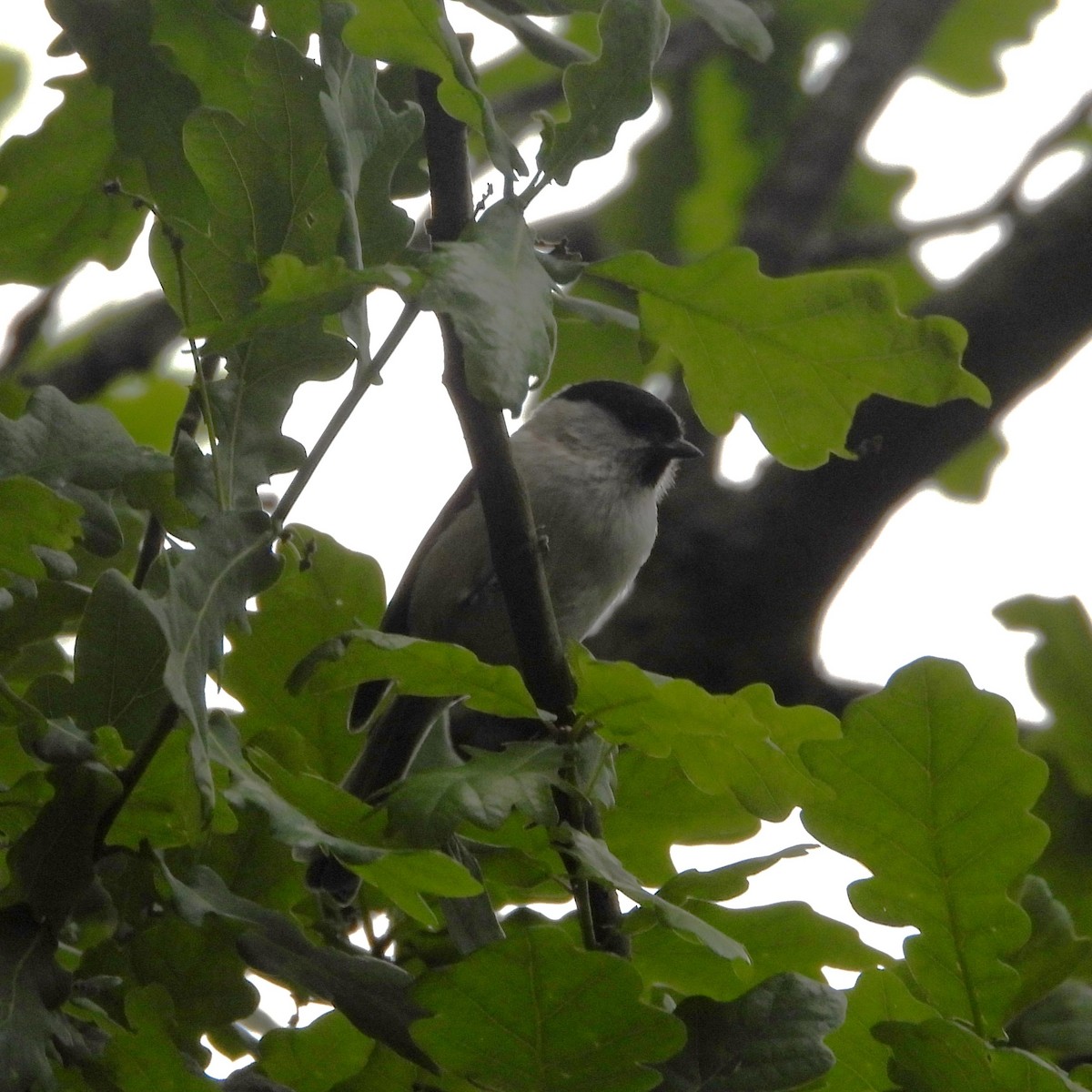 Kaskabeltz txikia - ML647894605