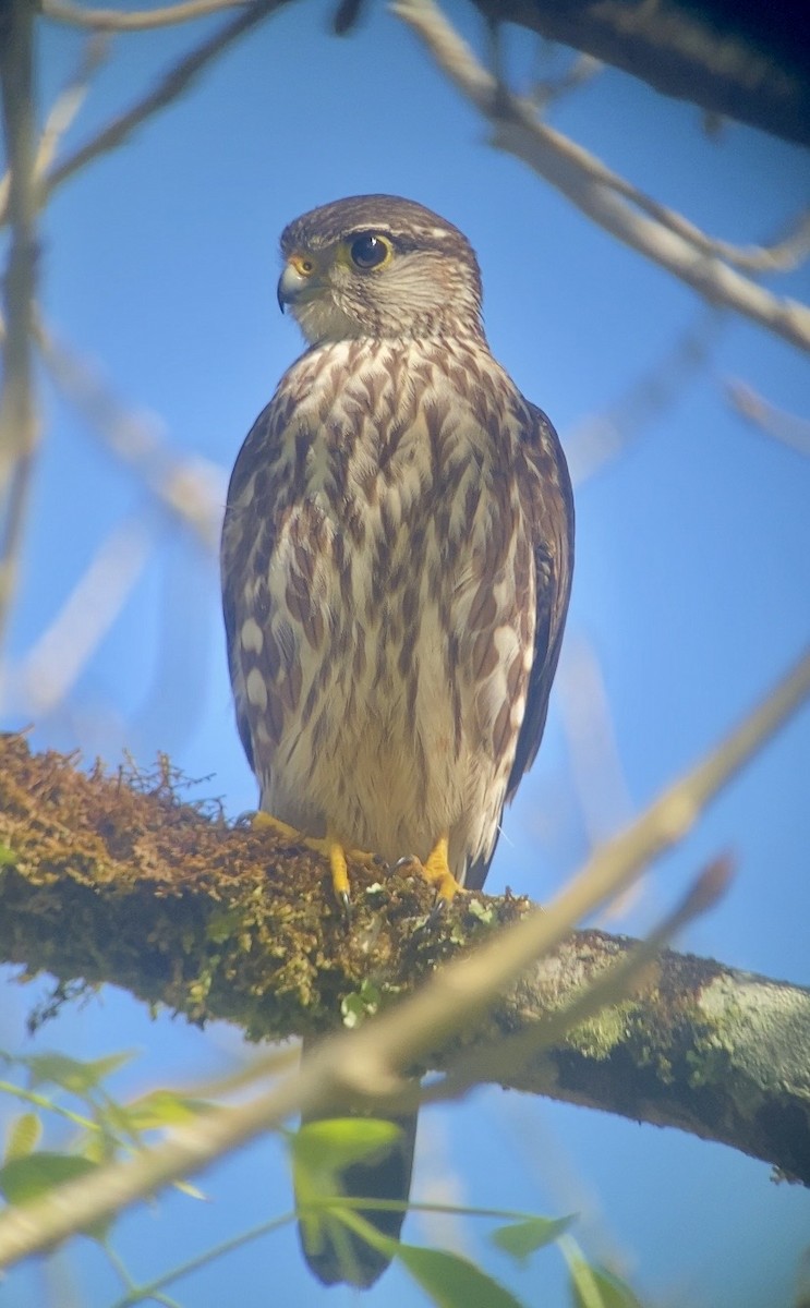 Belatz txikia - ML647894607