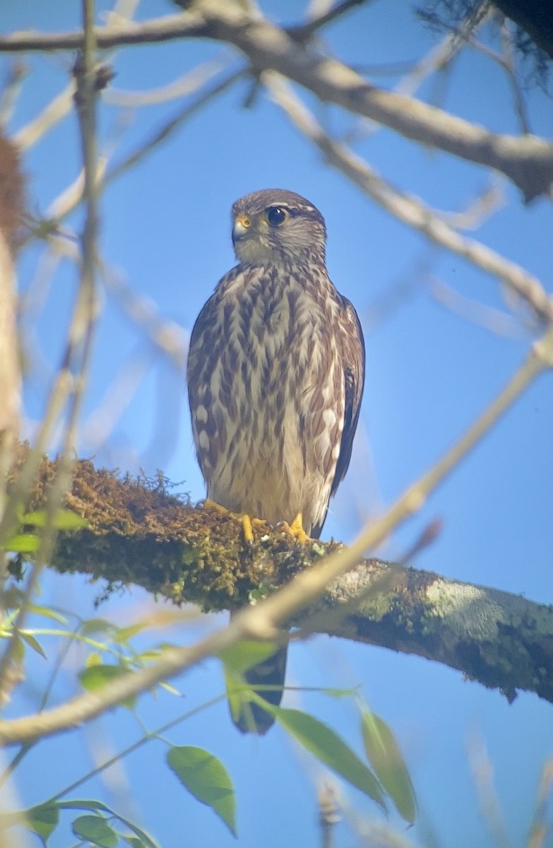 Belatz txikia - ML647894608