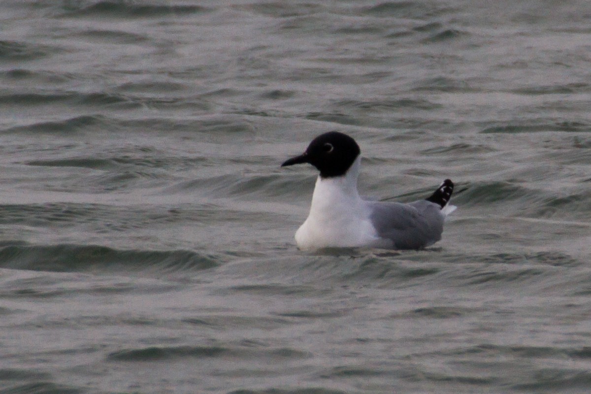 Bonaparte antxeta - ML647894609