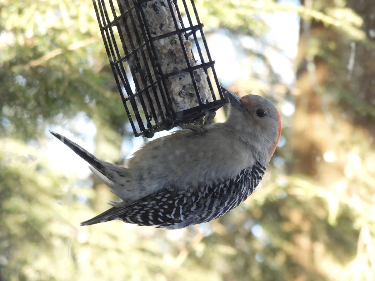 Red-bellied Woodpecker - ML647894612