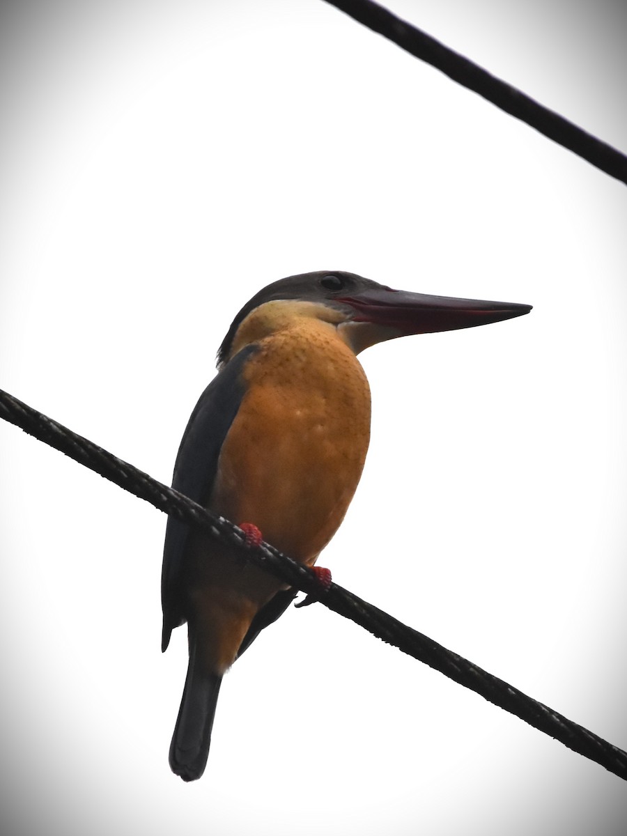 Stork-billed Kingfisher - ML647894613