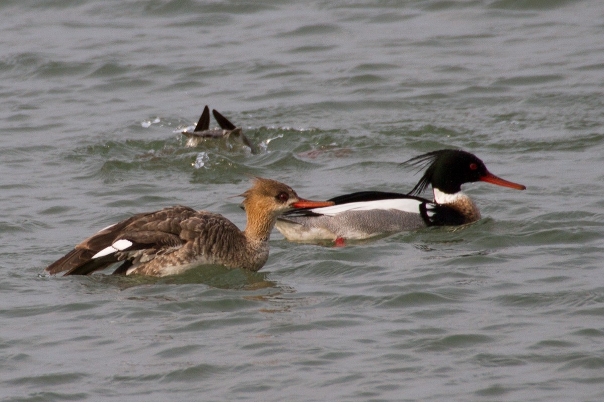 Zerra ertaina - ML647894614