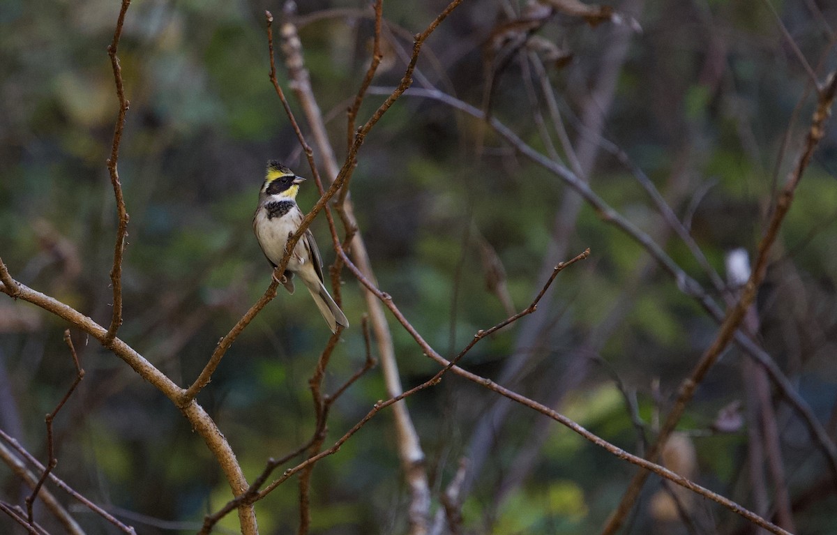 Berdantza lerdena - ML647894616