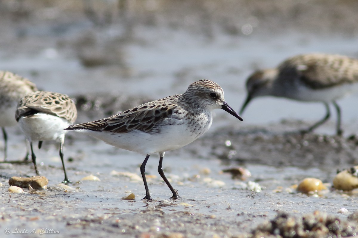 Txirri erdipalmatua - ML647894618