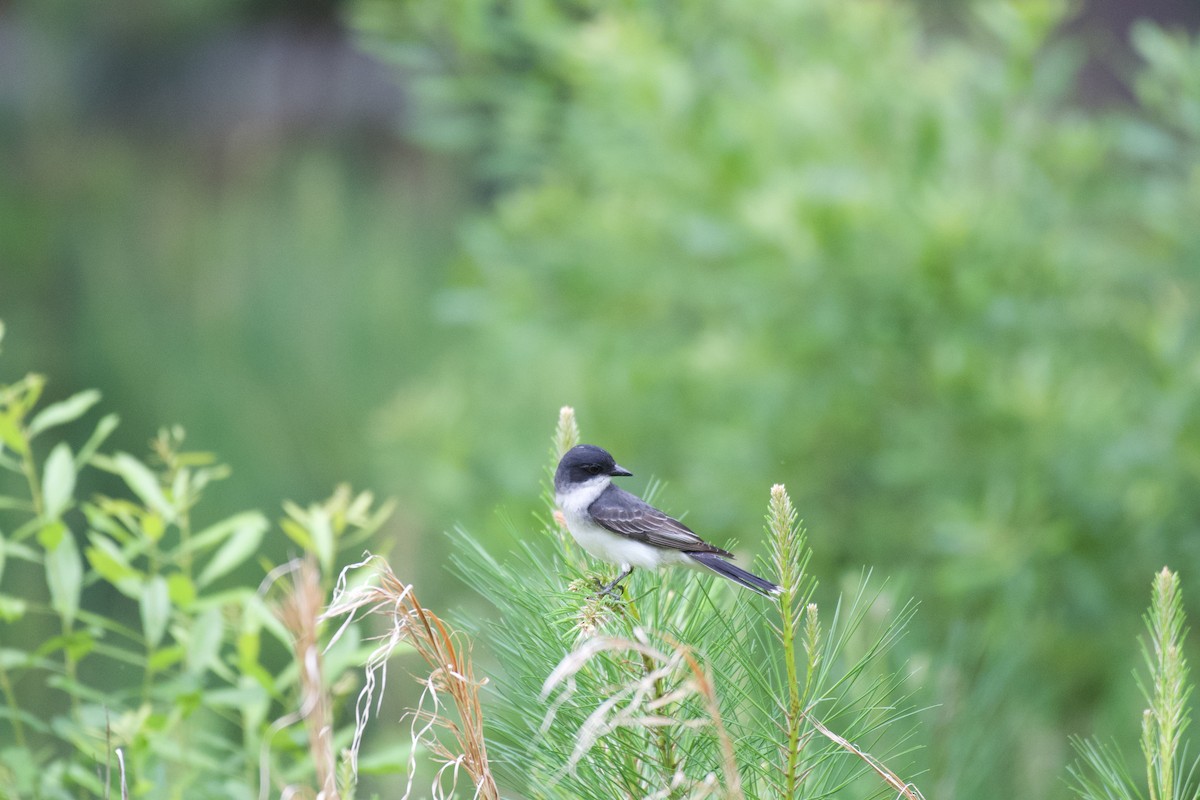 Eastern Kingbird - ML647894619