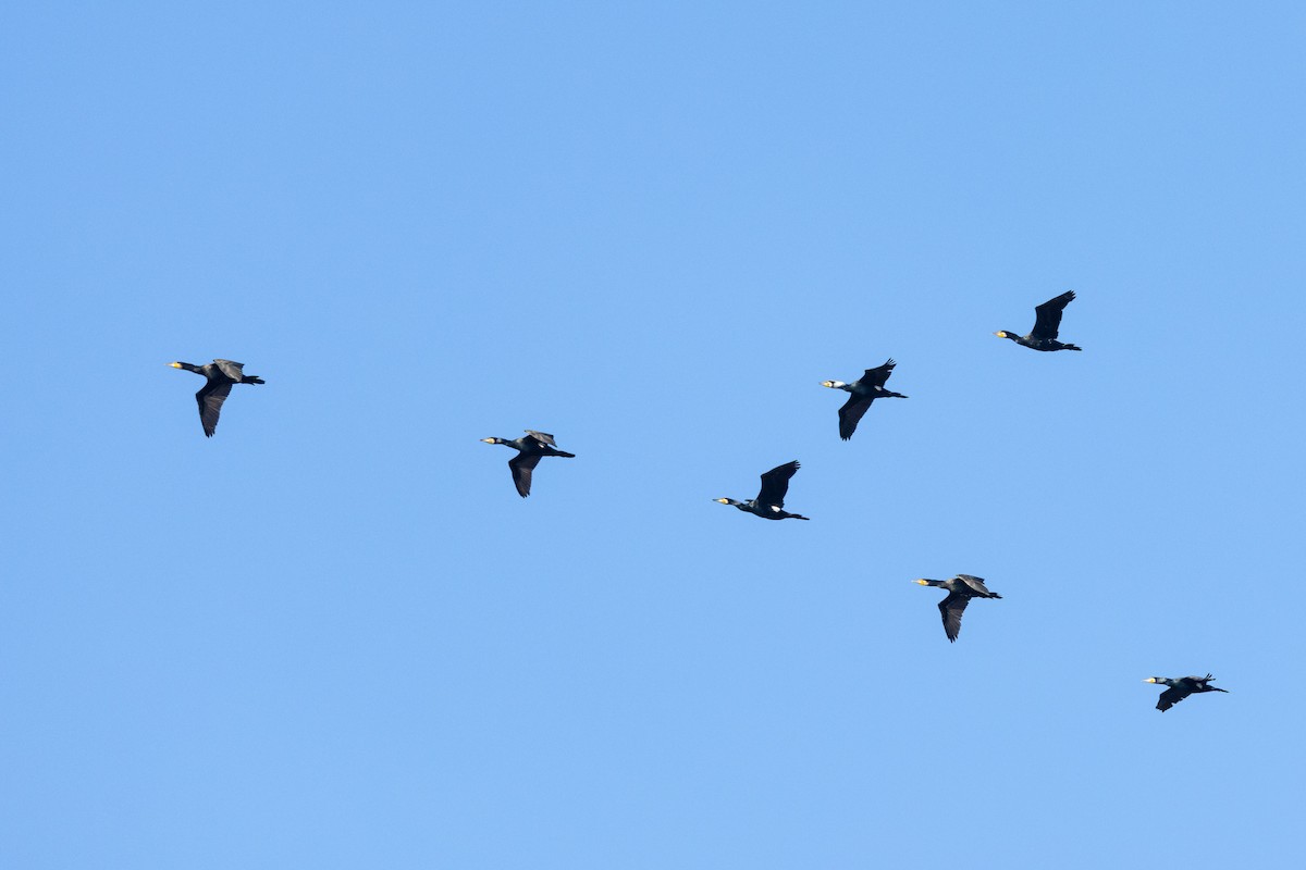 Great Cormorant (Eurasian) - ML647894640
