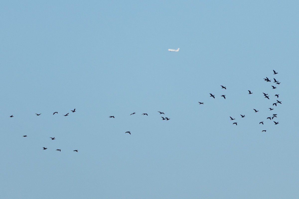 Great Cormorant (Eurasian) - ML647894641