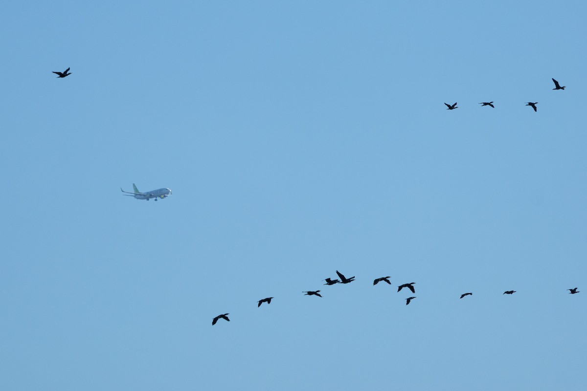 Great Cormorant (Eurasian) - ML647894642