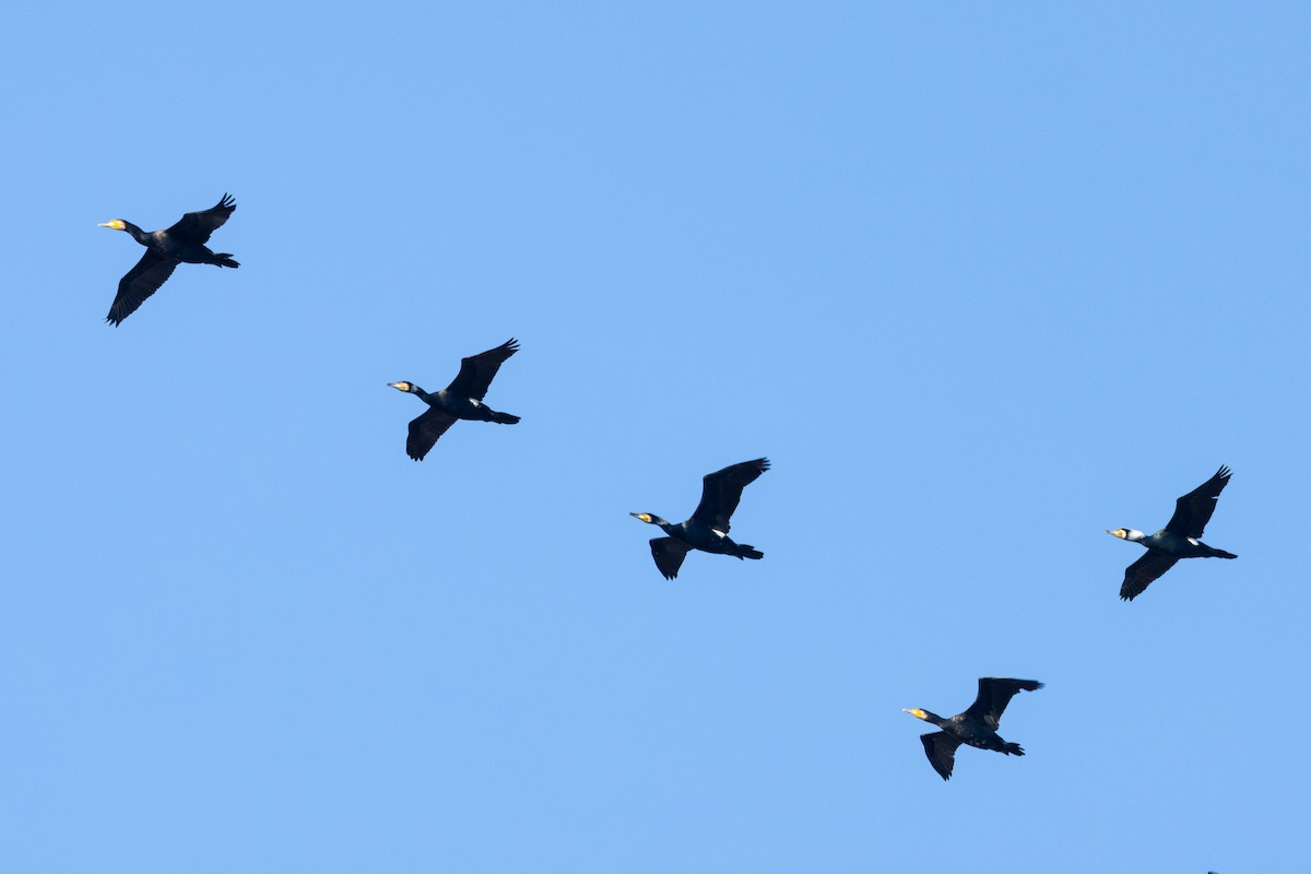 Great Cormorant (Eurasian) - ML647894644