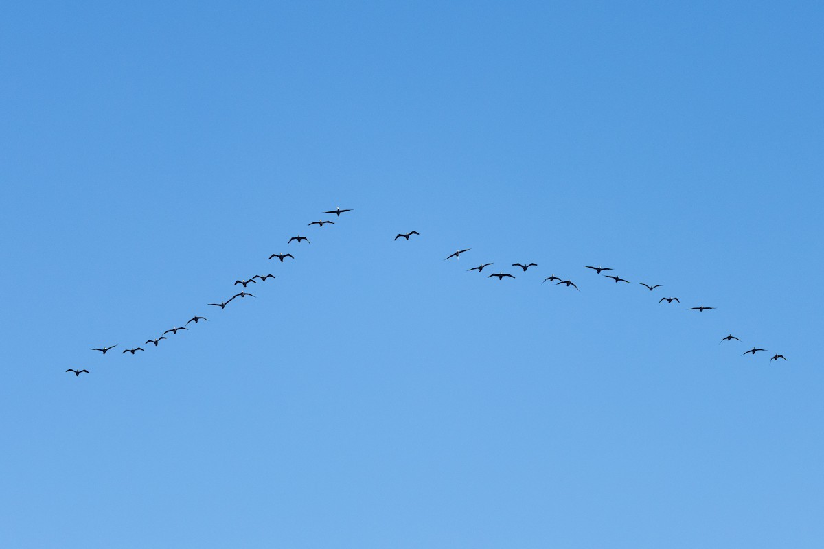 Great Cormorant (Eurasian) - ML647894645