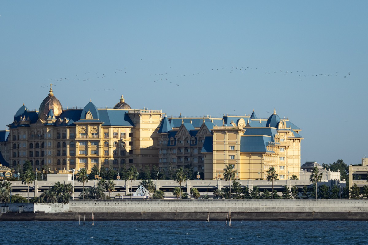 Great Cormorant (Eurasian) - ML647894646