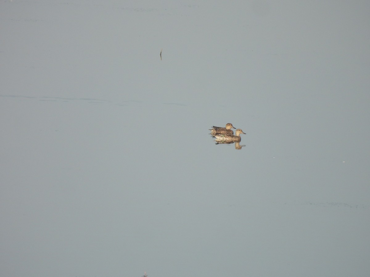 Ipar-ahatea - ML647894651