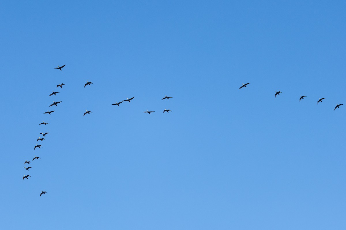 Great Cormorant (Eurasian) - ML647894667