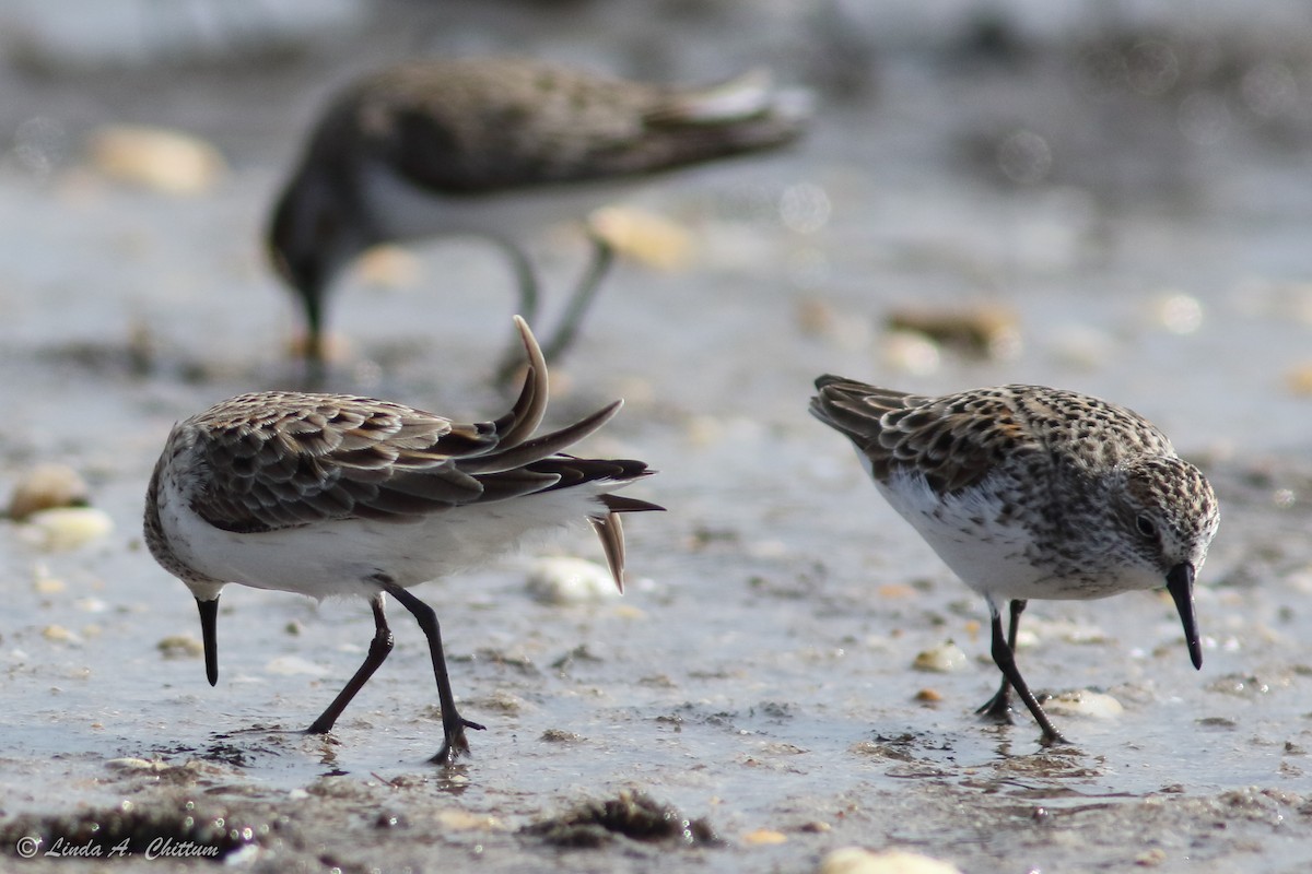 Semipalmated Sandpiper - ML647894685
