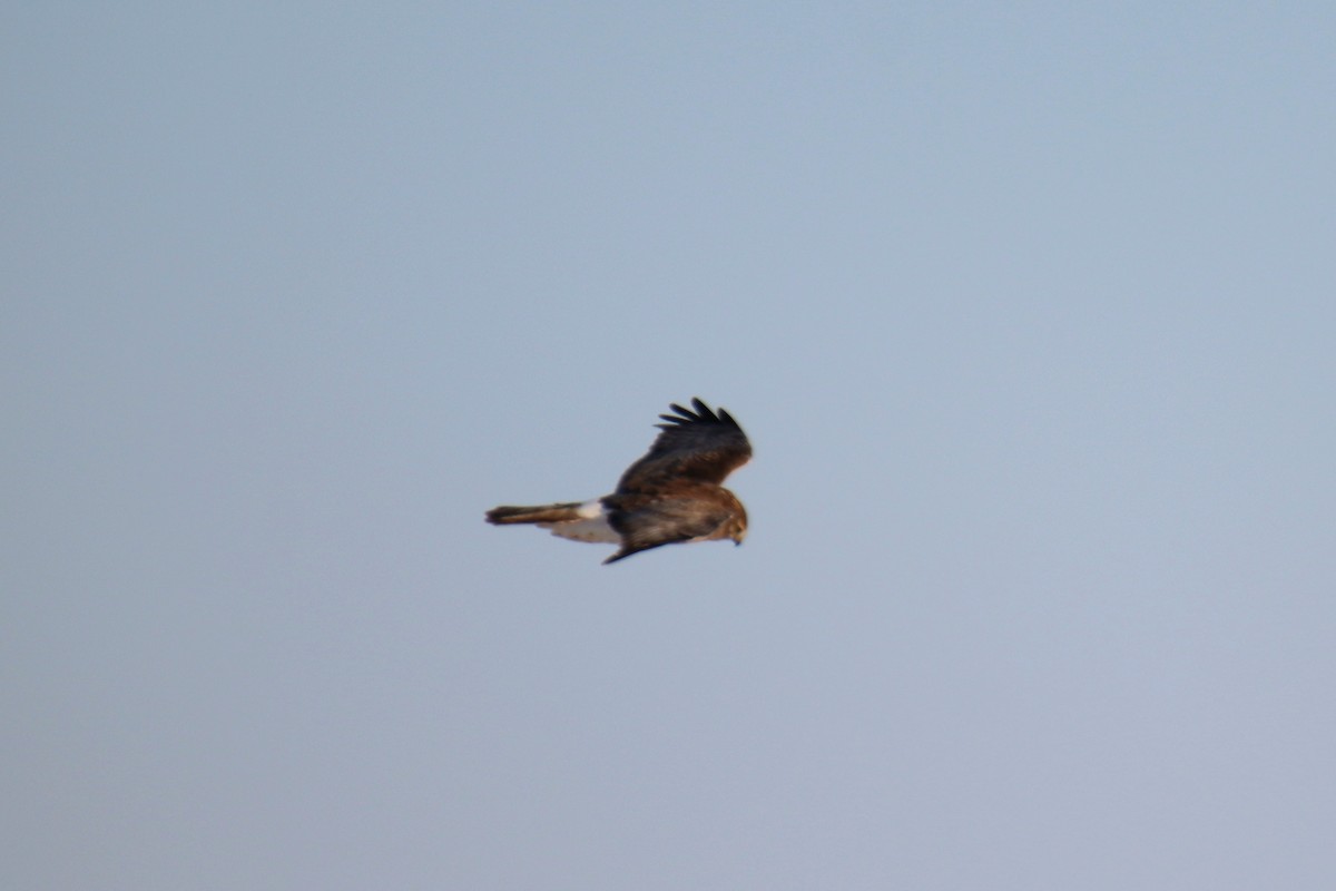 Northern Harrier - ML647894688