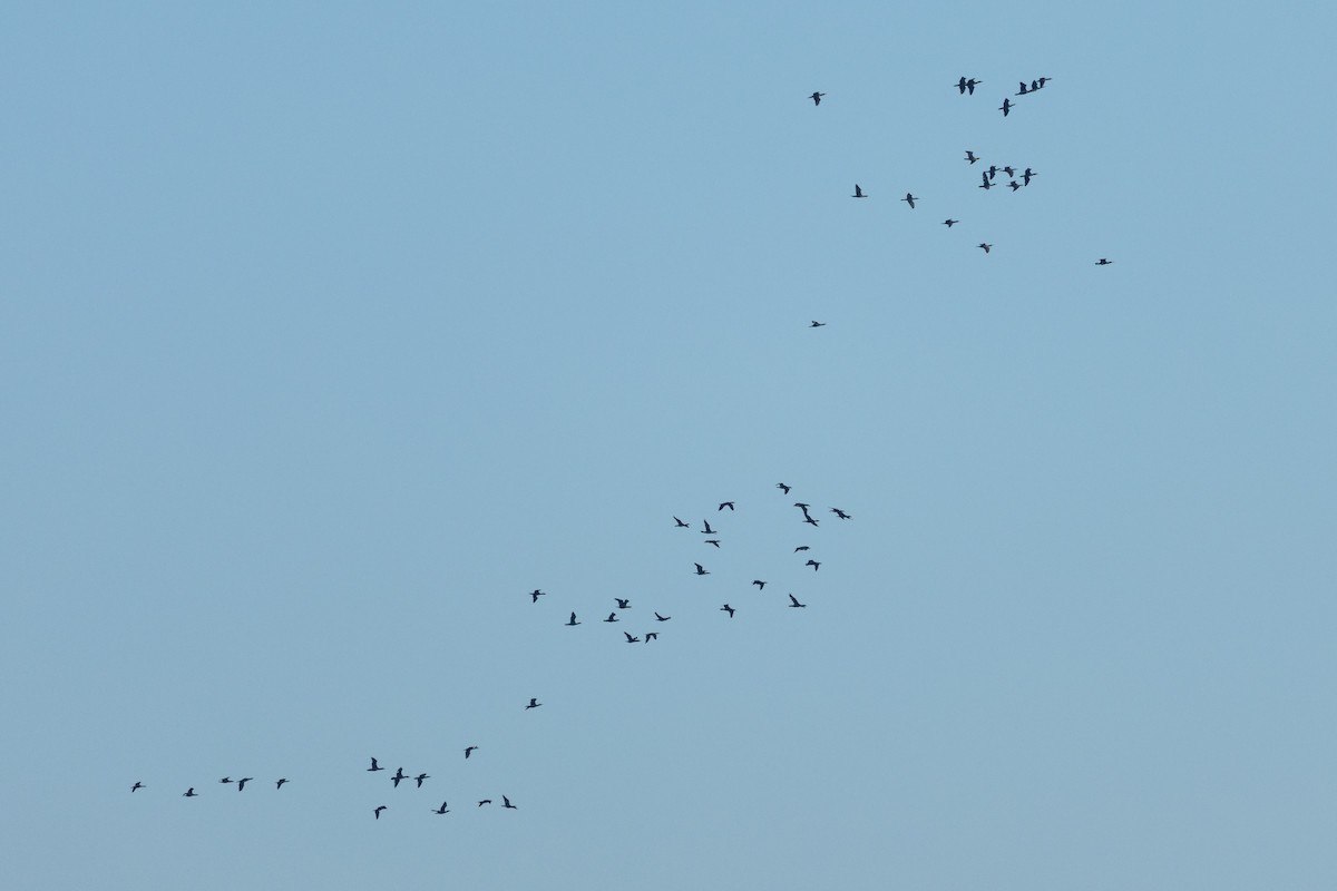 Great Cormorant (Eurasian) - ML647894689