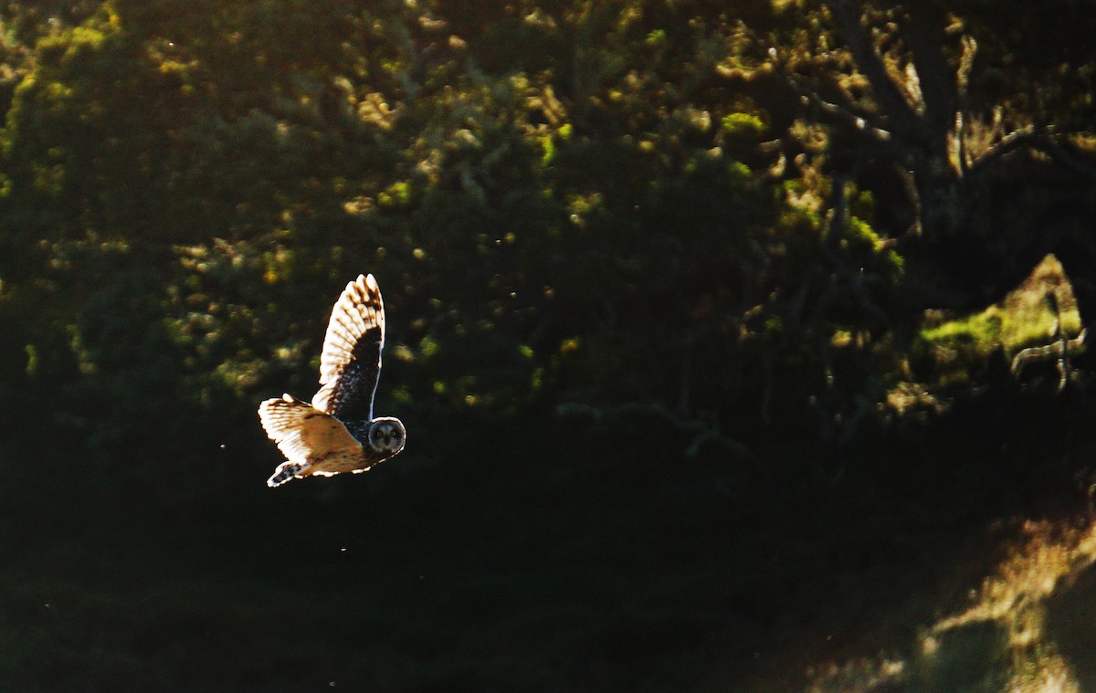 Short-eared Owl - ML647894703