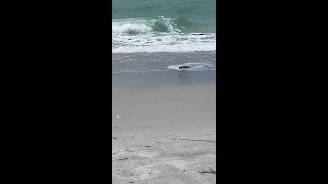 Ruddy Turnstone - ML647894752