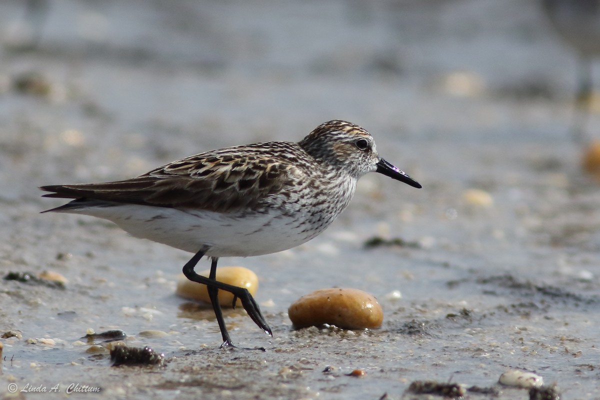 Semipalmated Sandpiper - ML647894755