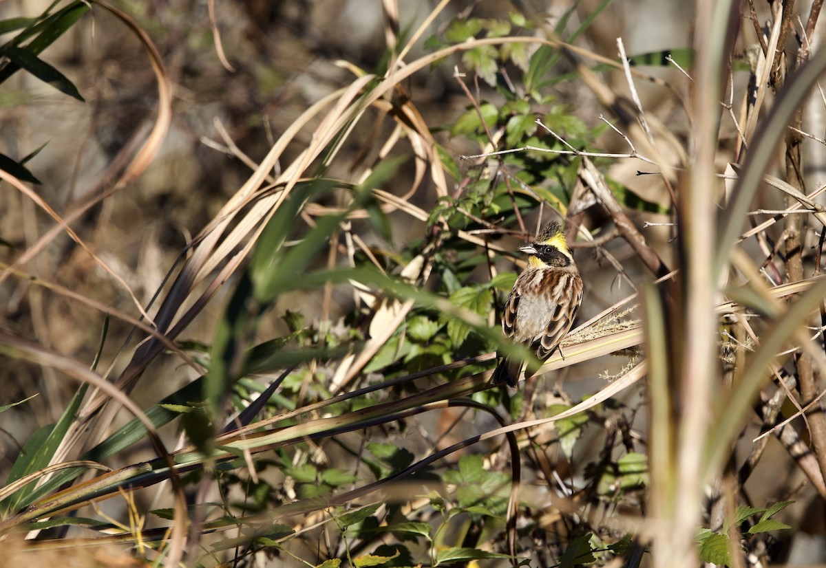 Yellow-throated Bunting - ML647894760