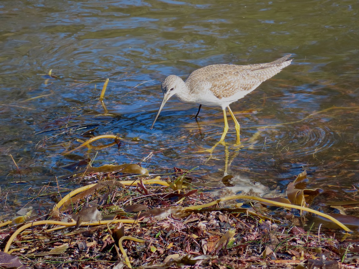 Greater Yellowlegs - ML647894773