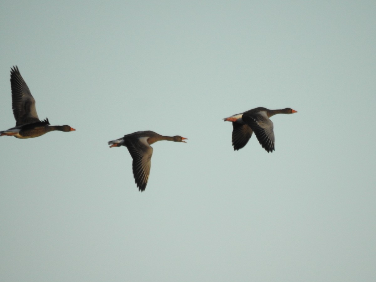 Antzara hankagorrizta - ML647894776