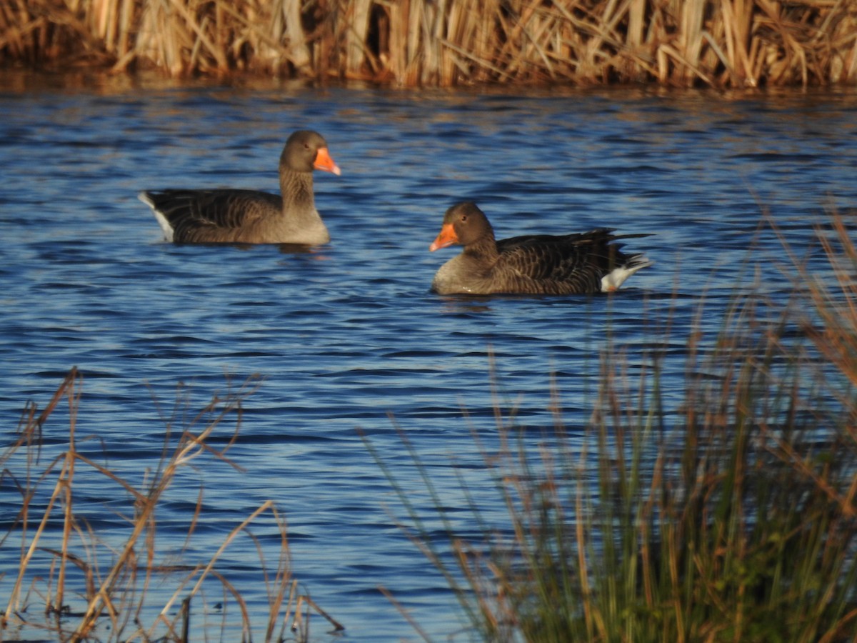 Antzara hankagorrizta - ML647894777