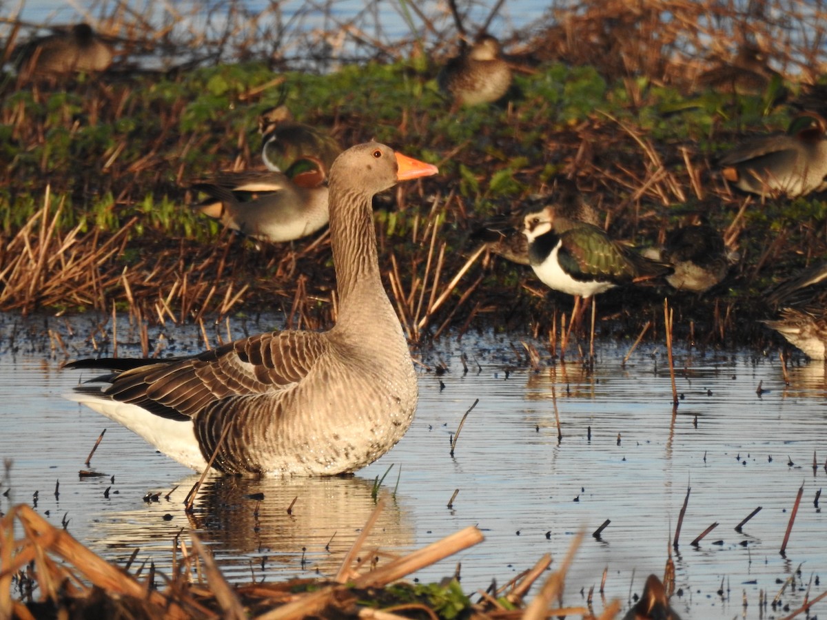 Antzara hankagorrizta - ML647894779