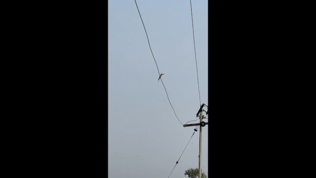 Blue-tailed Bee-eater - ML647894786