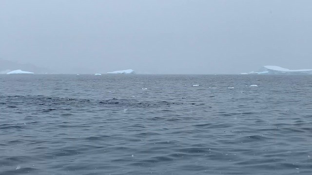 Chinstrap Penguin - ML647894852
