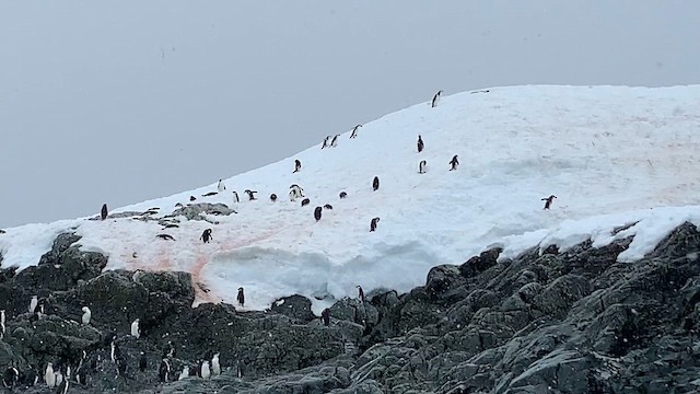 Chinstrap Penguin - ML647894857