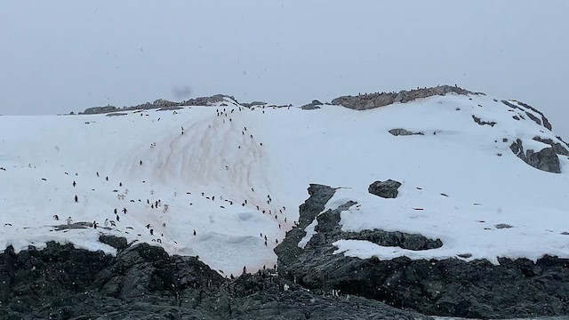 Chinstrap Penguin - ML647894858