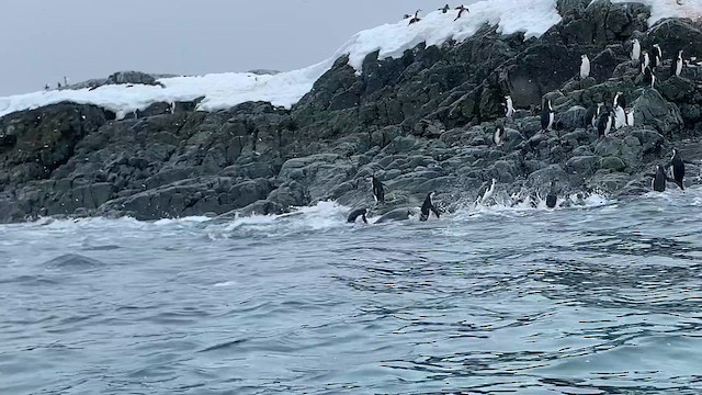 Chinstrap Penguin - ML647894859