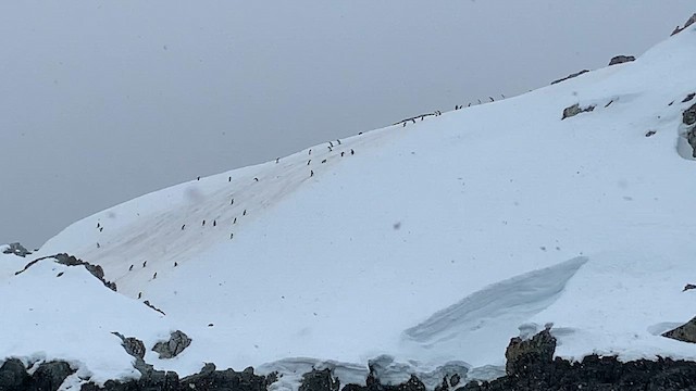 Chinstrap Penguin - ML647894860