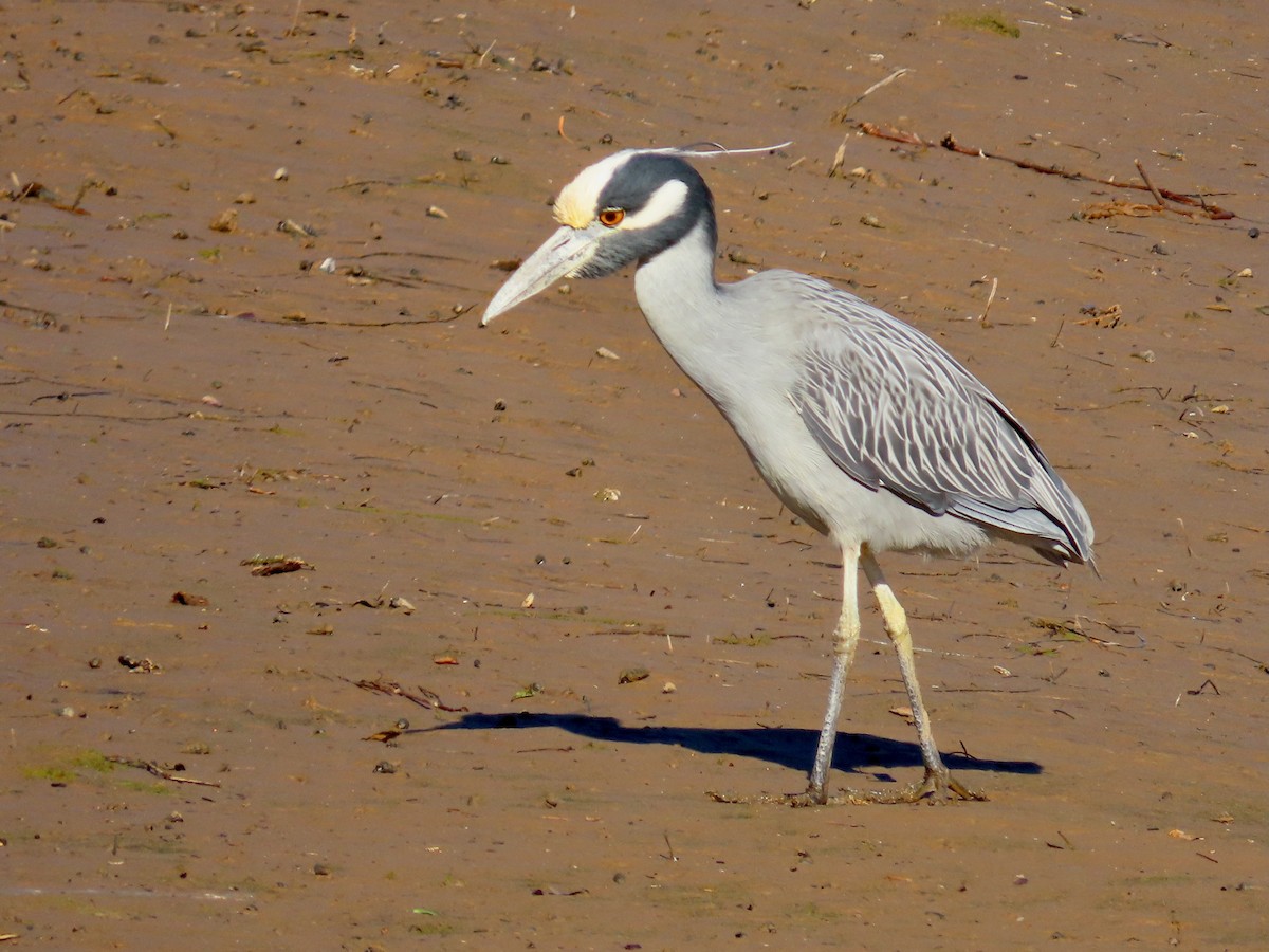 Yellow-crowned Night Heron - ML647894901