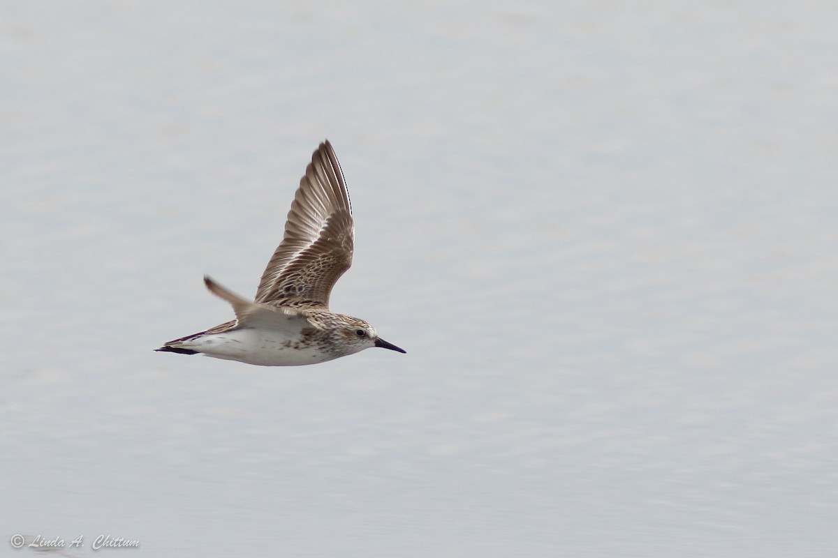 Semipalmated Sandpiper - ML647894907