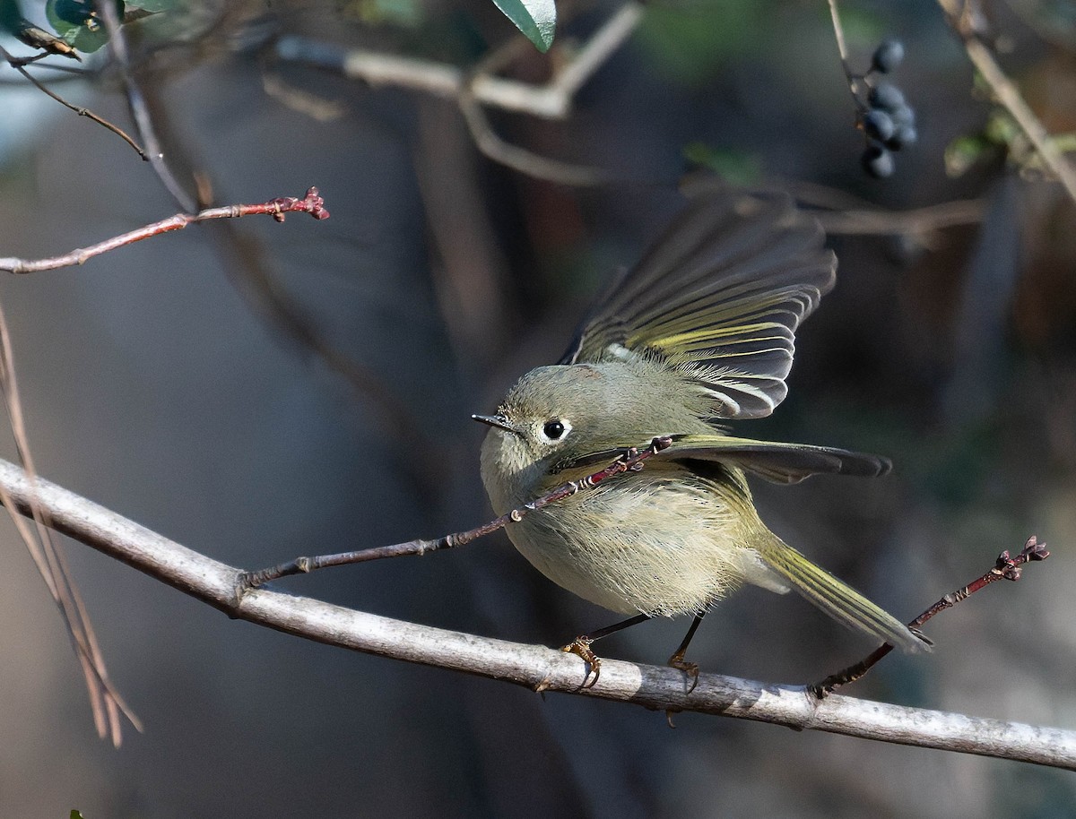 králíček americký - ML647894925