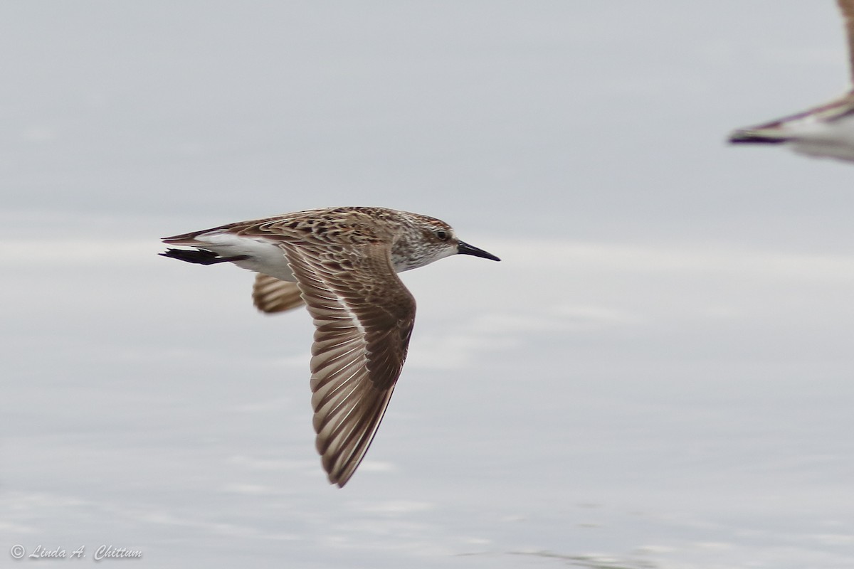 Semipalmated Sandpiper - ML647894931