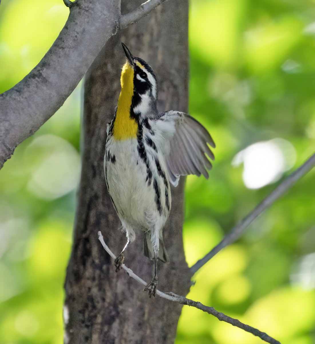 Paruline à gorge jaune (dominica/stoddardi) - ML647894935