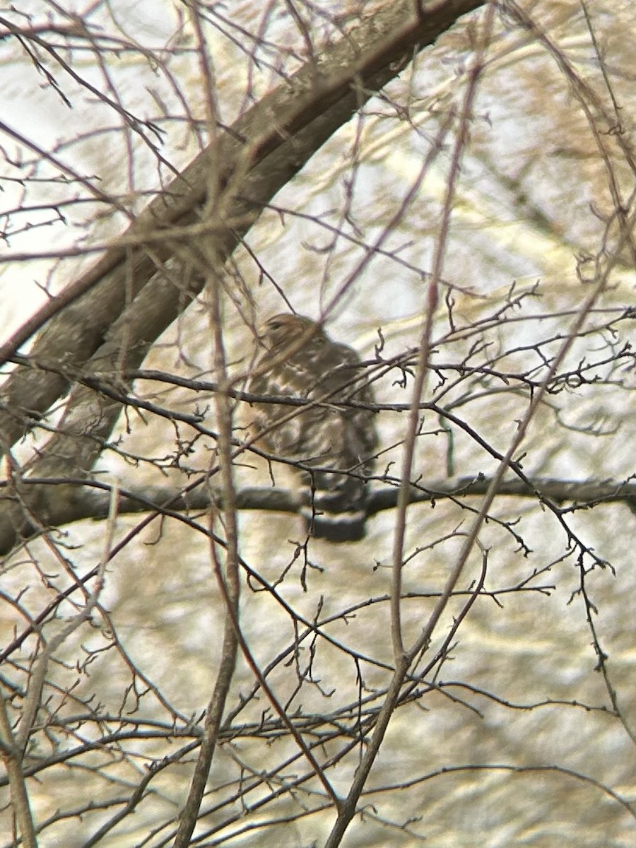 Канюк рудоплечий - ML647894953