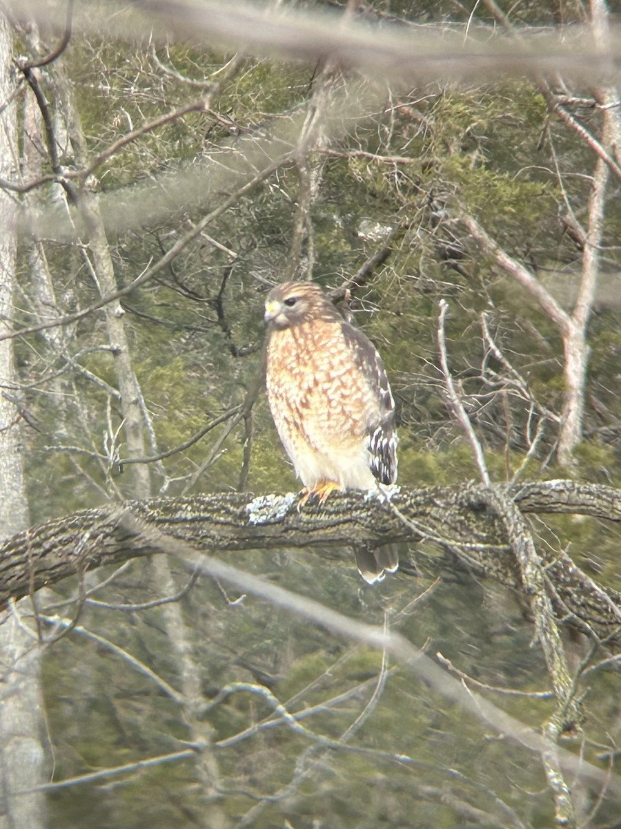 Канюк рудоплечий - ML647894954