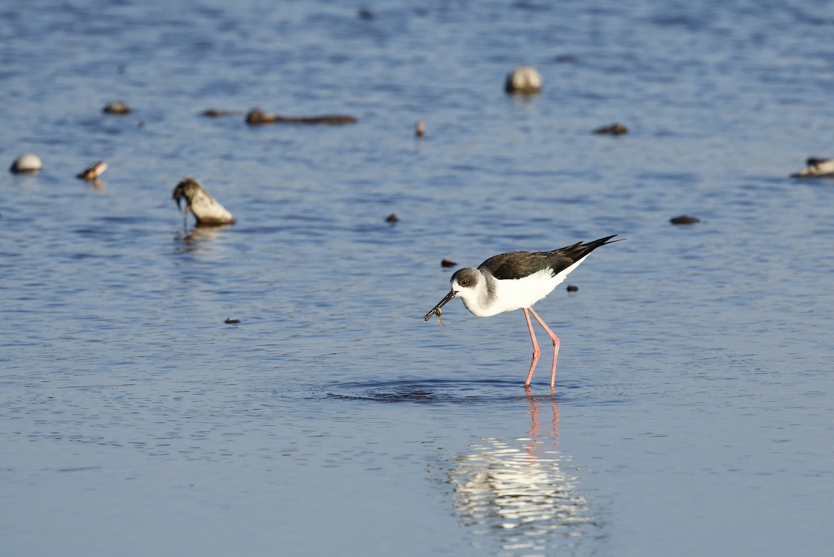 Black-winged Stilt - ML647894979