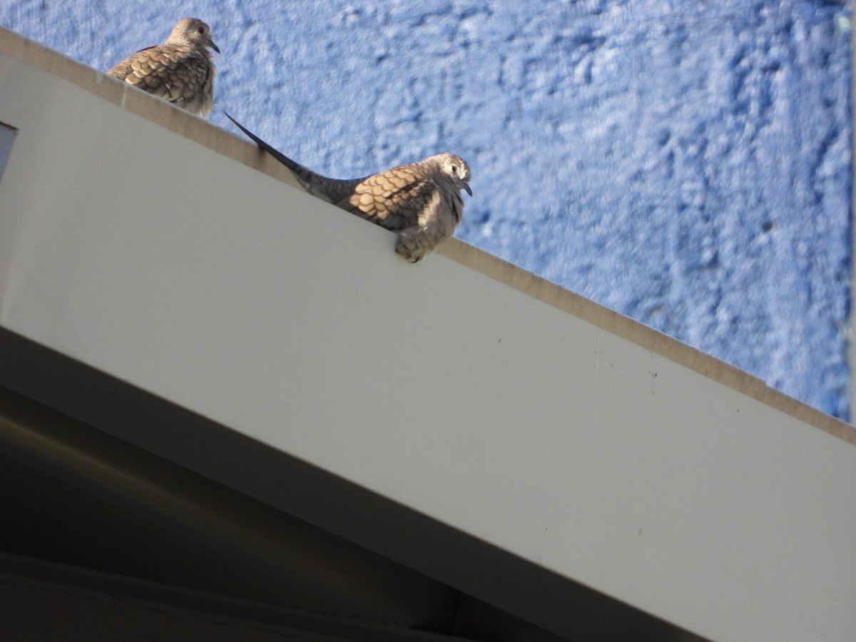 Inca Dove - ML647894997