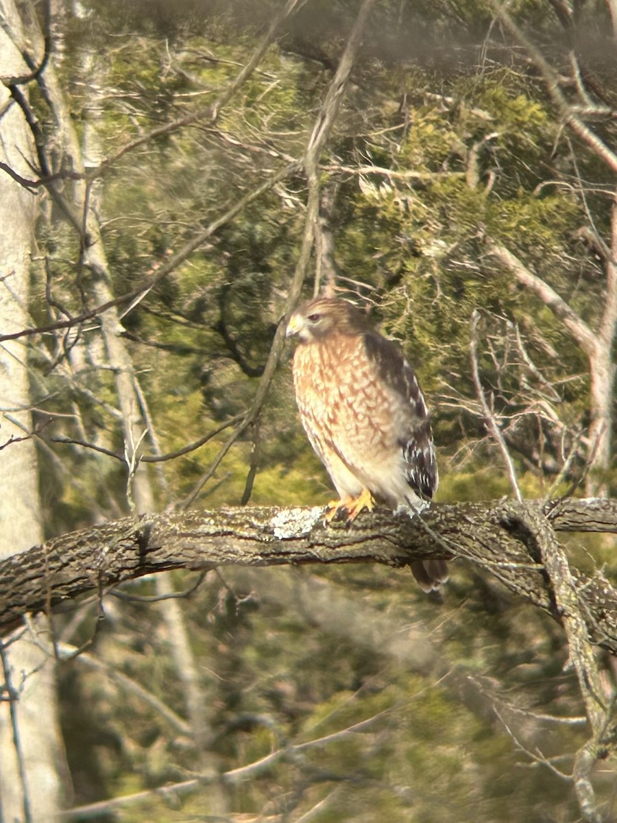 Канюк рудоплечий - ML647895003