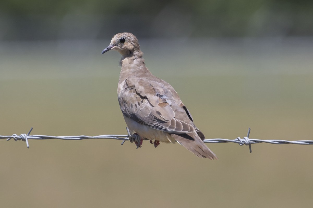 Mourning Dove - ML64789501