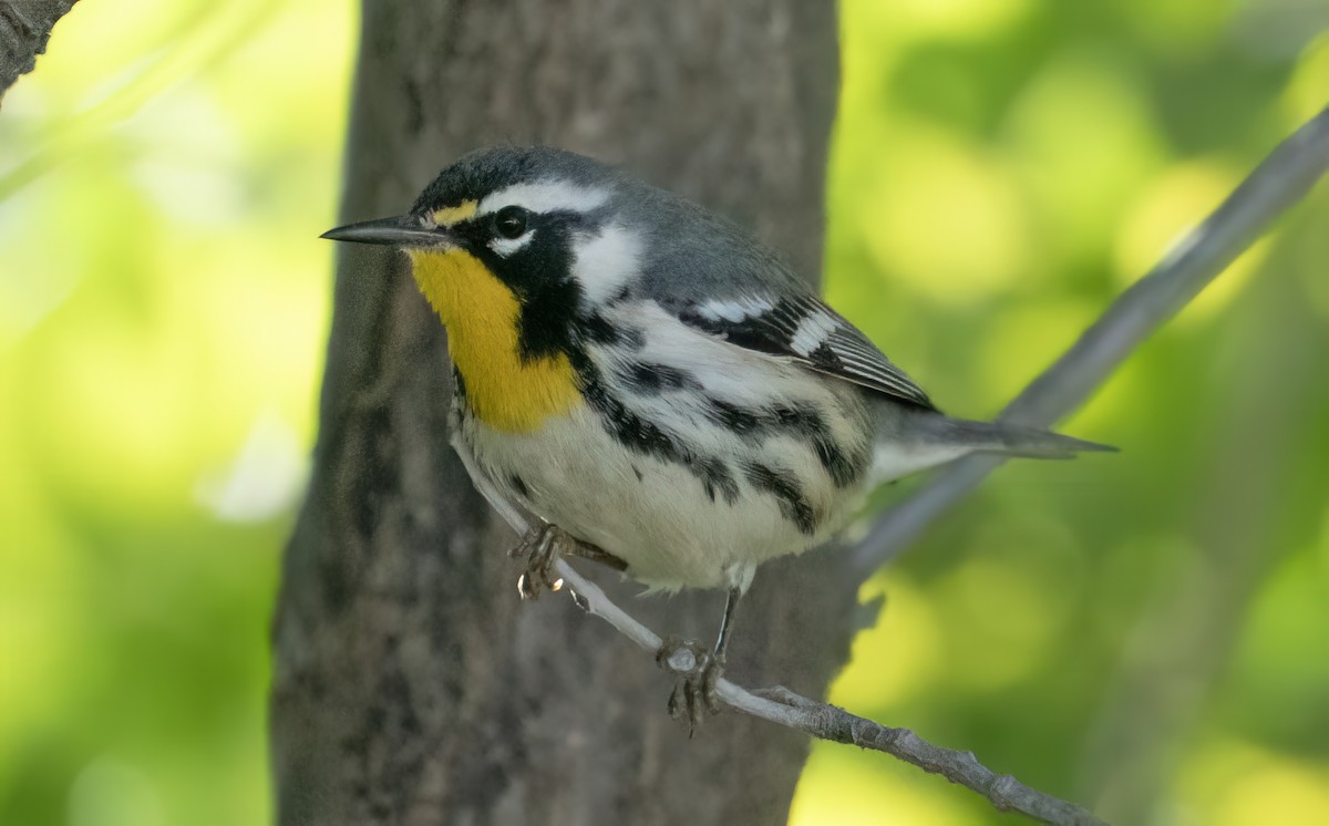 Paruline à gorge jaune (dominica/stoddardi) - ML647895016