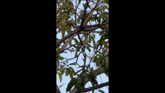 Brown Shrike - ML647895028