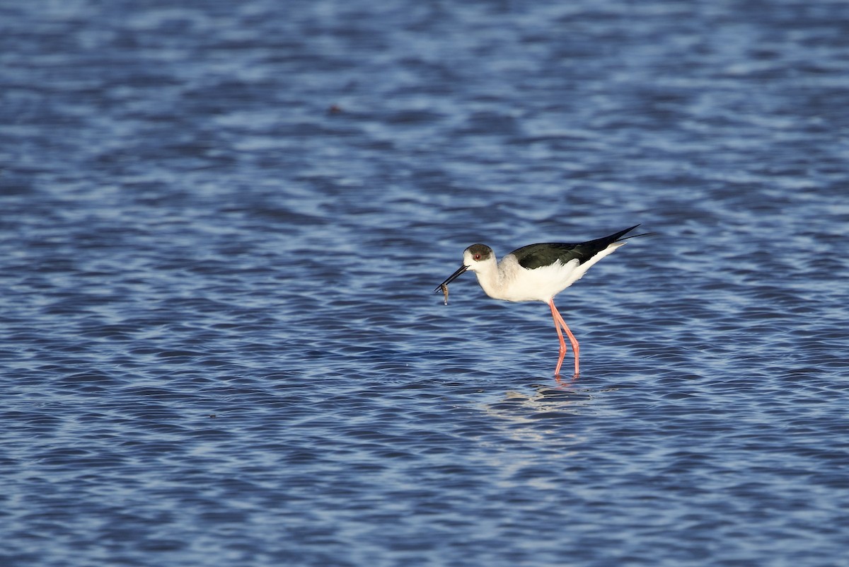 Black-winged Stilt - ML647895045
