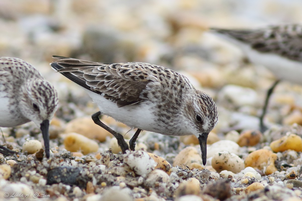 Semipalmated Sandpiper - ML647895141